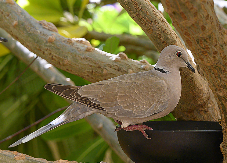 Eurasian Collared Dove Eurasian Collared Dove
